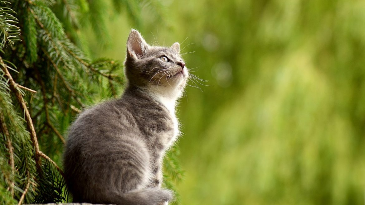 Comment réussir l’éducation de mon chat ?