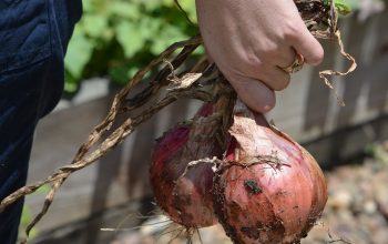 Pourquoi installer un jardin potager trou de serrure dans sa maison ?
