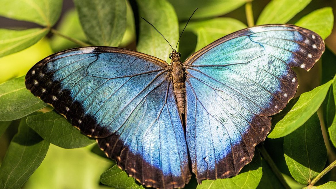 Le papillon : un élément de décoration tendance et chic !