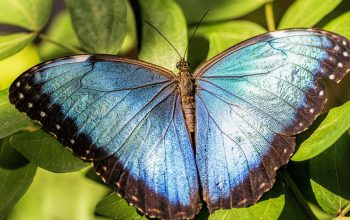 Le papillon : un élément de décoration tendance et chic !