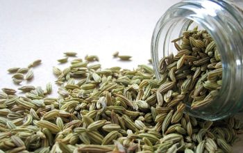 Pourquoi les graines de cannabis californiennes sont-elles si prisées ?